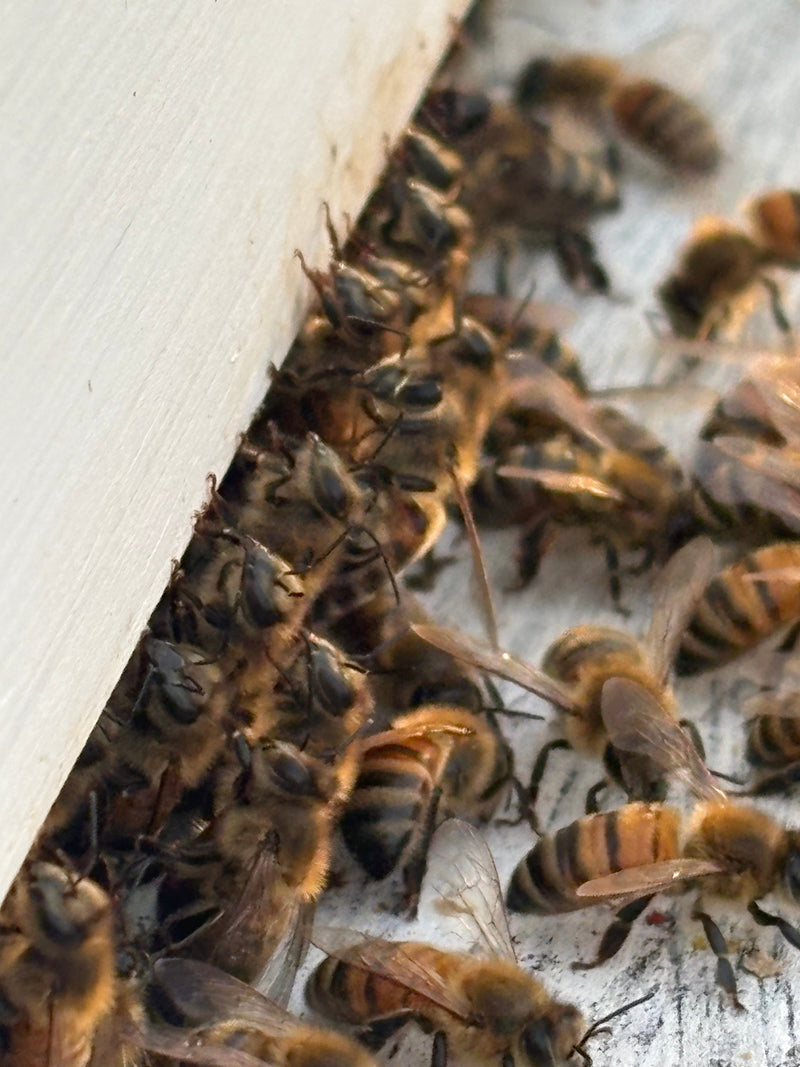 Live bees
