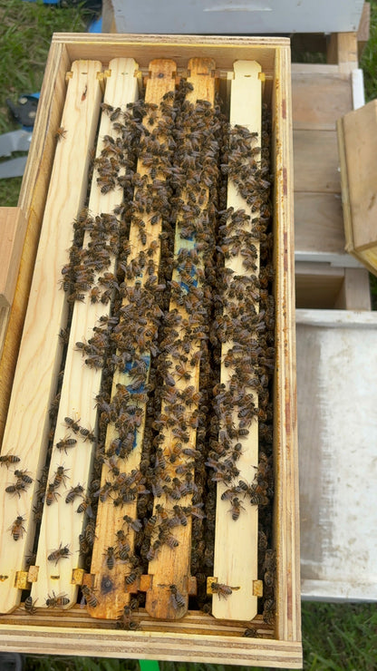 5 Frame Swarm Trap