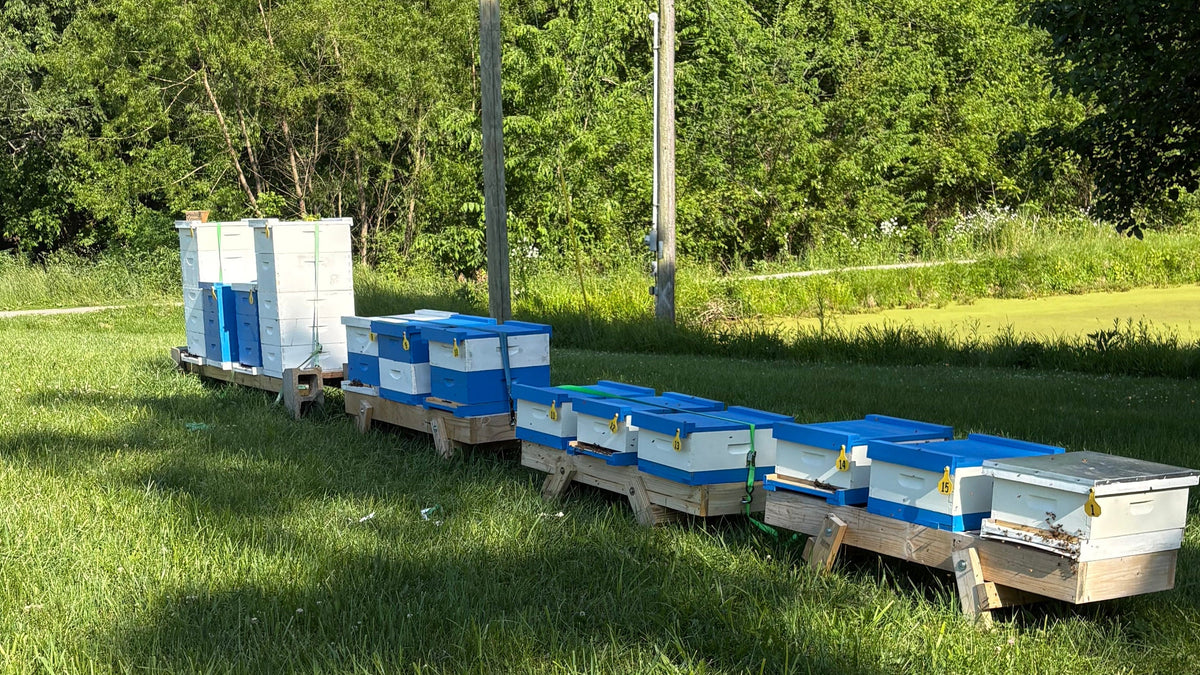 Fold-Up Hive Stand